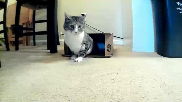 Bit coming out of box on Petzi Treat Cam bit-coming-out-box-petzi-treat-cam